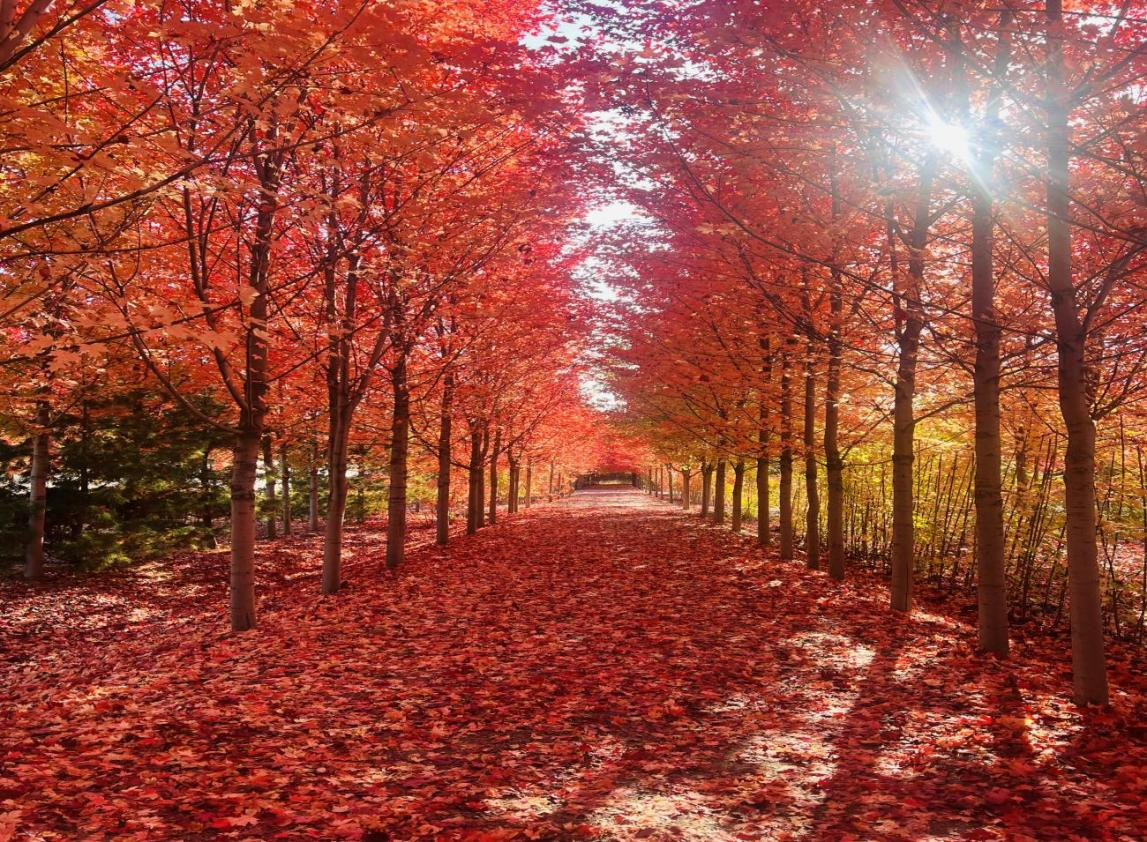 王滨街道举办“骑友之家”启动仪式暨“枫叶之旅”骑游活动